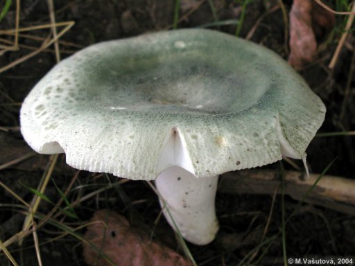  Image name: Russula_virescens4.jpg 
 width: 512 pixel 
 height: 384 pixel 
 Size: 35234 bytes 
 Click to enlarge 